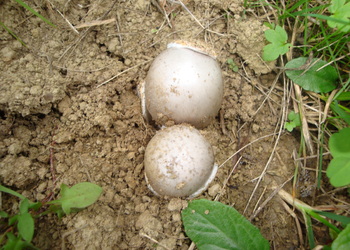 Ockergrauer Scheidenstreifling (Amanita lividopallescens) - © Bernard Wieser